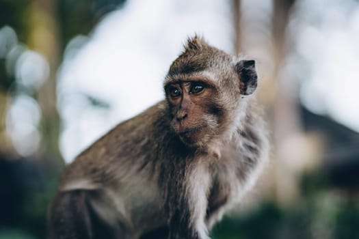 Close up shot of adorable monkey with nature background. Cute macaque in sacred monkey forest