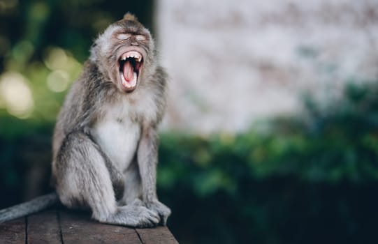 Close up shot of funny yawning monkey. Sitting macaque with open mouth in sacred monkey forest