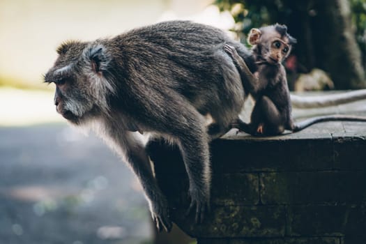 Close up shot of mother and child monkey sitting on stone. Cute macaque family in sacred monkey forest