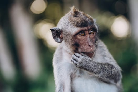 Close up shot of adorable monkey with nature background. Cute macaque in sacred monkey forest