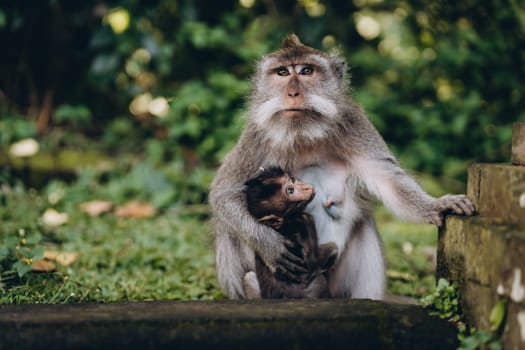 Close up shot of mother monkey hugging her baby. Macaque family cuddling photo in monkey forest sanctuary