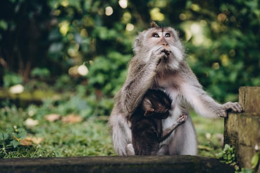 Close up shot of mother monkey hugging her baby. Macaque family cuddling photo in monkey forest sanctuary