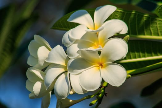 Plumeria, white, blooming Is the national flower of Laos