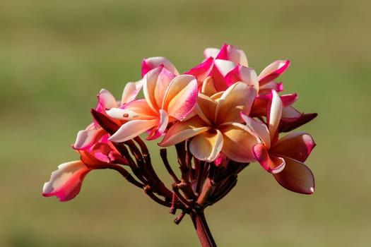 Plumeria is a beautiful red blooming bouquet.