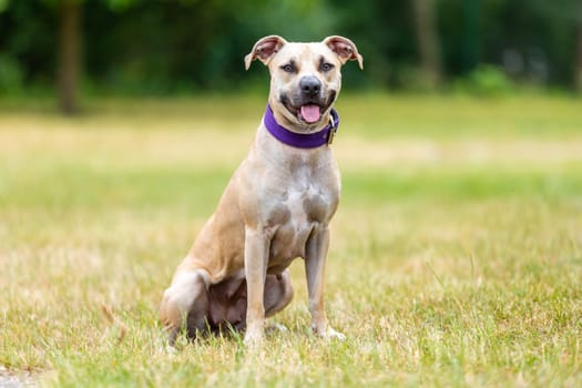 portrait of a pitbull puppy outside, an animal concept