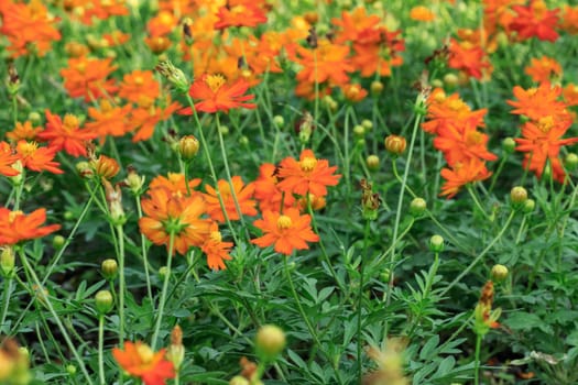 Orange Cosmos flowers blooming beautifully.