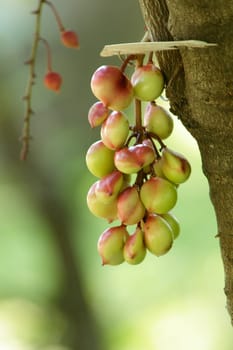 Luna nut is a local plant in Southeast Asia.