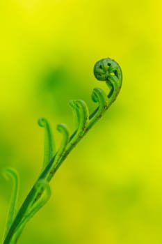 Fern leaves rolled in nature.