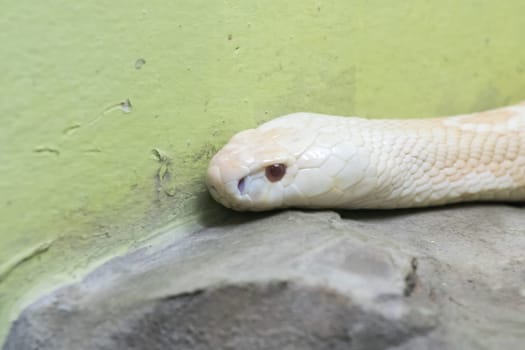 A white cobra looking through the glass closet in the zoo