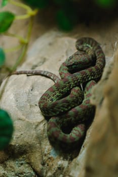 Trimeresurus is a snake in the genus In the family of viperidae (snake), the newly discovered species is phuket pitviper