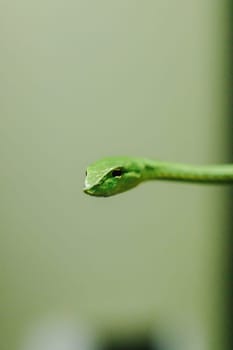 Long-nosed whip snake is a kind of poisonous snake Living most of the tree life