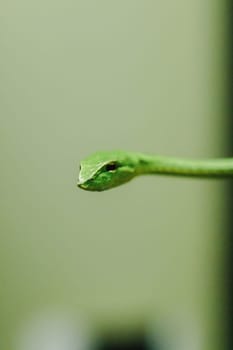 Long-nosed whip snake is a kind of poisonous snake Living most of the tree life