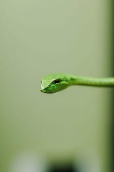 Long-nosed whip snake is a kind of poisonous snake Living most of the tree life