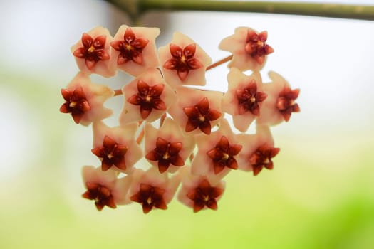 Hoya kerrii found in Thailand