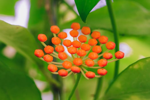 Hoya kerrii found in Thailand