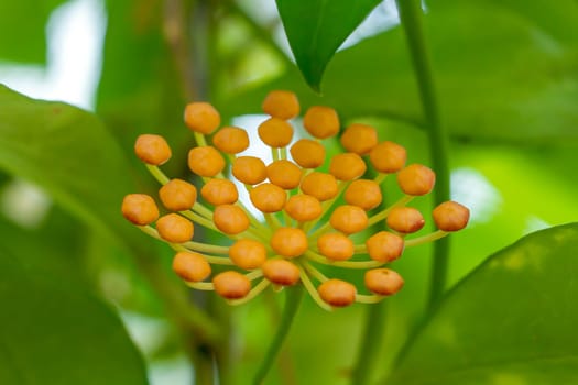 Hoya kerrii found in Thailand
