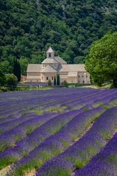 Senanque Abbey Gordes Provence Lavender fields, Notre-Dame de Senanque, blooming purple-blue lavender fields Luberon France, Europe, High quality photo