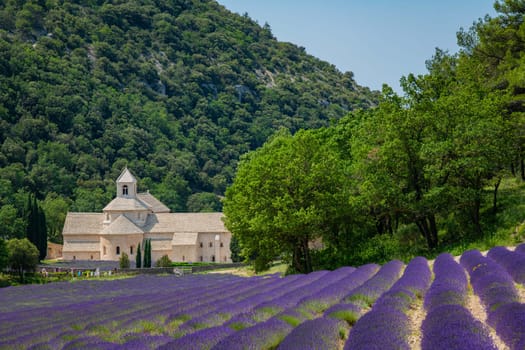 Senanque Abbey Gordes Provence Lavender fields, Notre-Dame de Senanque, blooming purple-blue lavender fields Luberon France, Europe, High quality photo