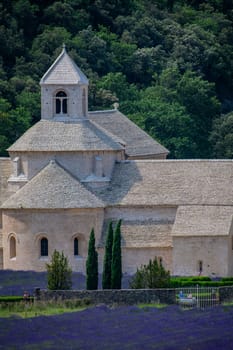 Senanque Abbey Gordes Provence Lavender fields, Notre-Dame de Senanque, blooming purple-blue lavender fields Luberon France, Europe, High quality photo