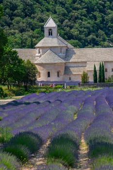 Senanque Abbey Gordes Provence Lavender fields, Notre-Dame de Senanque, blooming purple-blue lavender fields Luberon France, Europe, High quality photo