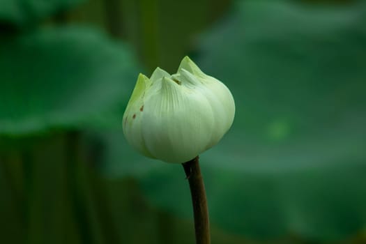 Indian Lotus in nature