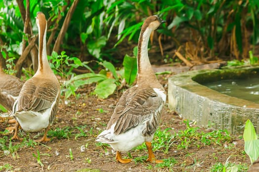 Goose walking in the lawn.