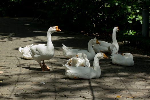 Geese are on the ground under shade trees.