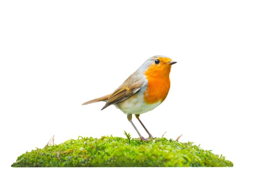 robin stands on green moss isolated on white, early bird