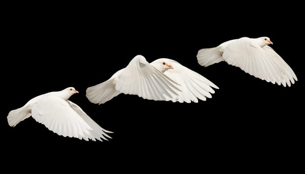 white doves in flight isolated on black,sacred bird