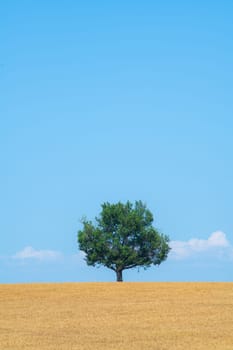 Majestic tree against blue sky and wheat field in summer, High quality photo