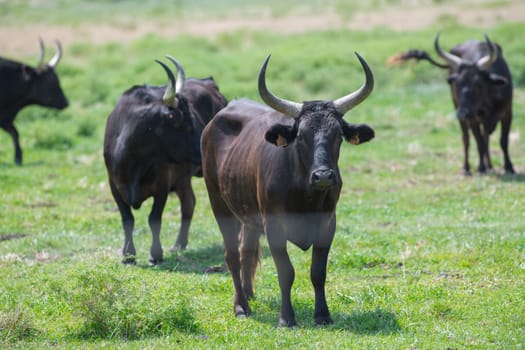 Young Camargue bull in the south of France, Bulls raised in the ponds of the Camargue for the Camargue races, High quality photo