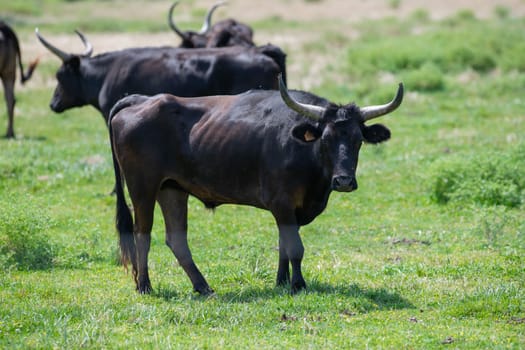 Young Camargue bull in the south of France, Bulls raised in the ponds of the Camargue for the Camargue races, High quality photo