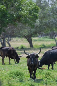 Young Camargue bull in the south of France, Bulls raised in the ponds of the Camargue for the Camargue races, High quality photo