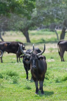 Young Camargue bull in the south of France, Bulls raised in the ponds of the Camargue for the Camargue races, High quality photo