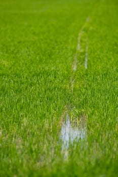 Cultivation of rice cereals in Camargue, Provence, France, Rice plants growing on organic farm fields, High quality photo