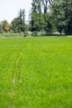 Cultivation of rice cereals in Camargue, Provence, France, Rice plants growing on organic farm fields, High quality photo