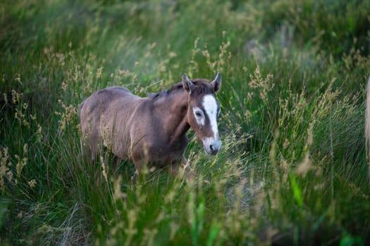 Camargue Horse, Adult and foal eating Grass through Swamp, Saintes Marie de la Mer in Camargue, in the South of France, High quality photo