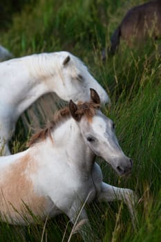 Camargue Horse, Adult and foal eating Grass through Swamp, Saintes Marie de la Mer in Camargue, in the South of France, High quality photo