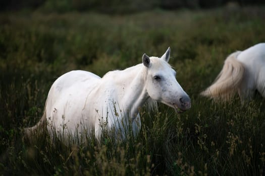 Camargue Horse, Adult and foal eating Grass through Swamp, Saintes Marie de la Mer in Camargue, in the South of France, High quality photo