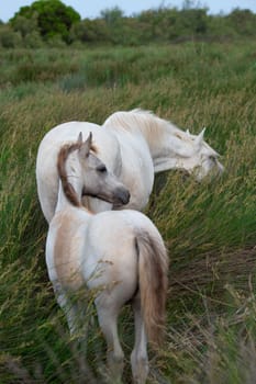 Camargue Horse, Adult and foal eating Grass through Swamp, Saintes Marie de la Mer in Camargue, in the South of France, High quality photo