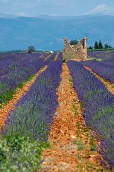Provence, Lavender field at sunset, Valensole Plateau Provence France, blooming lavender fields, Europe, High quality photo