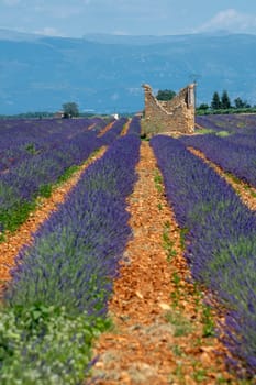 Provence, Lavender field at sunset, Valensole Plateau Provence France, blooming lavender fields, Europe, High quality photo