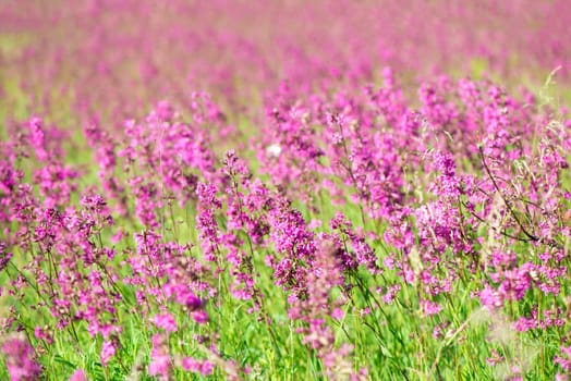 Bees collect pollen on the pink flowers of Ivan tea blooming Sally or fireweed on a summer morning. Nature background, close-up