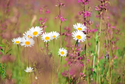 Ivan tea blooms in a meadow among the forest on a sunny day in June.beautiful wildflowers background. summer nature.