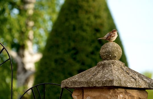 sparrow sits on the fence. Sparrow. A small bird sits and chirps on a metal fence.