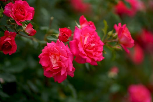 Beautiful Red rose on Black background. Petals of Blooming pink rose flower open, close-up. Holiday, love, birthday. Bud closeup.