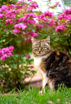 homemade tricolor cat sits on the path under a bush of blooming roses on her yard. Beauty in nature, pet care, human next to animals