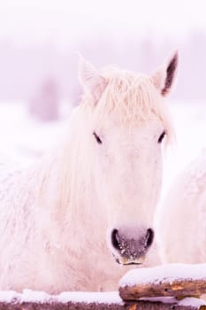 White horses in snow on the farm in Colorado.