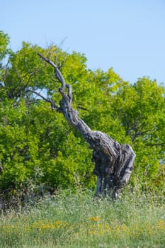 Dead tree in the French campaign, Provence, France, High quality photo