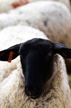 Herd of suffolk sheep on the midwest farm.